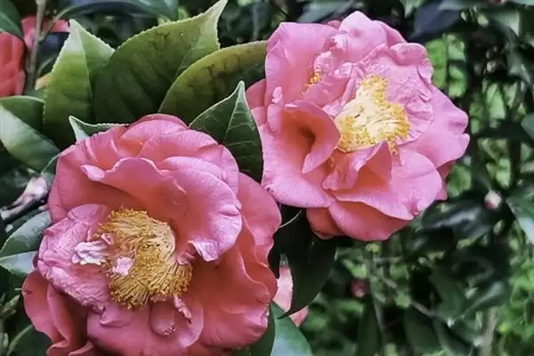 图片[8]-无惧烈日的花卉：向日葵、茉莉花、碗莲的阳光秘籍-会东网