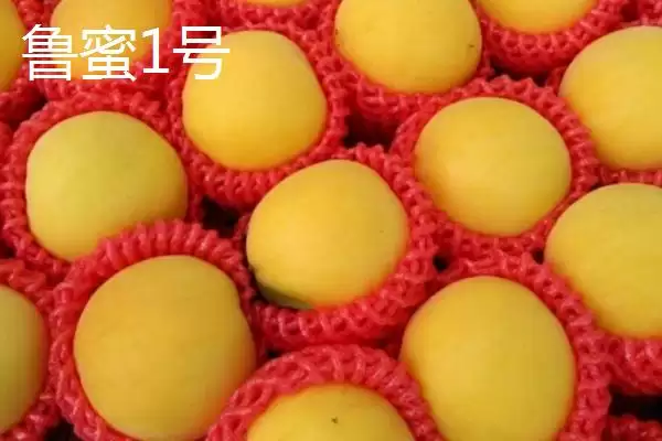 图片[10]-十月桃子的甜蜜诱惑：金秋红蜜桃、皖农冬桃等品种介绍-会东网