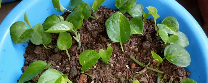 心叶藤生根的方法和要点？促使心叶藤生根需掌握哪些关键技巧？-会东网