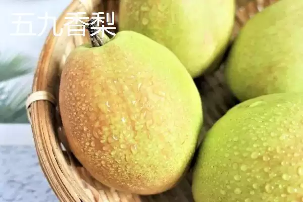 图片[3]-香梨品种的种类和要点？了解香梨品种需关注哪些关键内容？-会东网