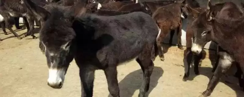 肉驴养殖利润有多大？评估肉驴养殖利润要分析哪些关键因素？-会东网