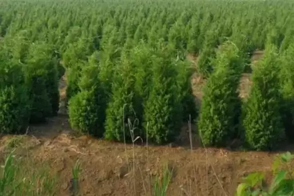 图片[3]-蜀桧的价格？了解蜀桧价格要分析哪些市场供需和植株规格影响因素？-会东网