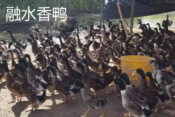 图片[4]-柳州市融水苗族自治县的特产 ,融水有哪些特色的特产种类？-会东网