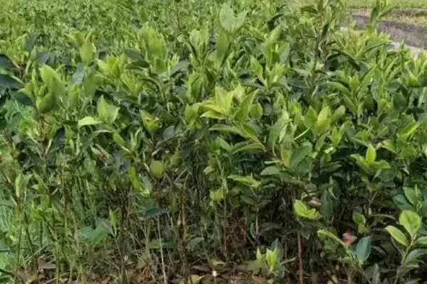 图片[2]-了解油茶苗价格的方法和重点？了解油茶苗价格要做好哪些细节？-会东网