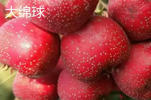 图片[4]-山楂树品种？认识山楂树品种要了解哪些关键的品种分类信息？-会东网