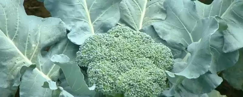 确定椰菜花适宜种植时间的方法和重点?确定椰菜花适宜种植时间要做好哪些细节?-会东网
