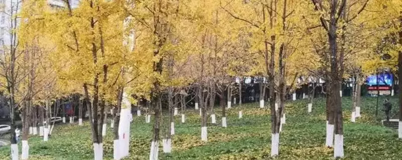 把握银杏施肥要点的方法和重点？把握银杏施肥要点要做好哪些细节？-会东网