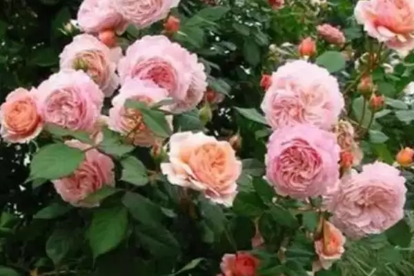 图片[4]-藤本月季不开花的原因？探究藤本月季不开花原因要考虑哪些养护和生长因素？-会东网