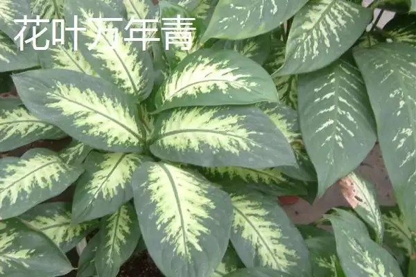 图片[2]-万年青的种类？认识万年青种类要了解哪些关键的品种分类和形态特性要点？-会东网
