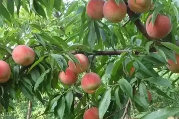 图片[4]-桃树有什么特点？认识桃树要了解哪些关键的植物形态、生长习性等特点？-会东网