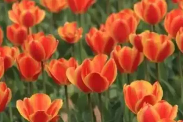 图片[4]-了解郁金香开花时间的方法和重点？了解郁金香开花时间要做好哪些细节？-会东网