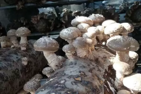 图片[9]-香菇品种的种类和要点？了解香菇品种需关注哪些关键内容？-会东网