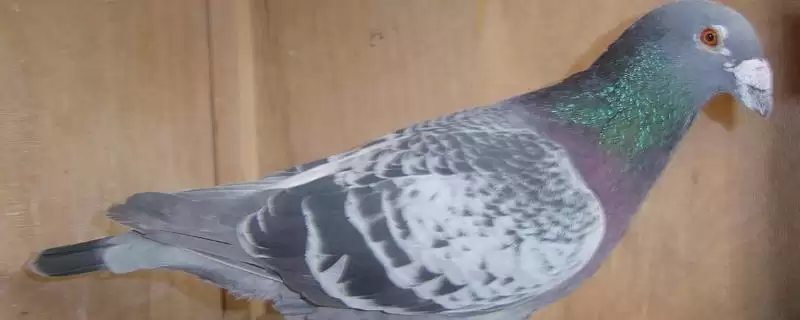 种鸽培育注意事项的方法和重点？种鸽培育注意事项要做好哪些细节？-会东网