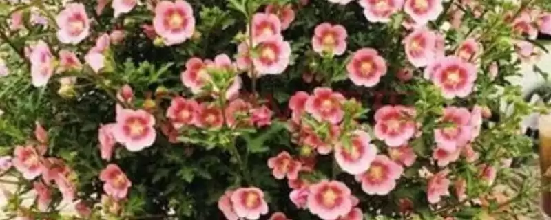 木槿花具有什么样的寓意呢,木槿花代表永恒的爱、美好的坚持等寓意-会东网