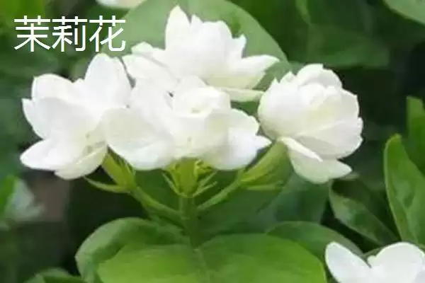 图片[3]-毛茉莉与茉莉花有什么区别呢 ,毛茉莉与茉莉花外形和花形不同-会东网