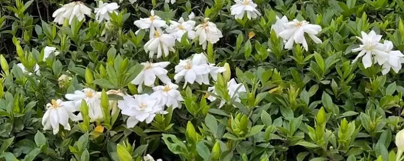 判断栀子花是否有毒的方法和重点?判断栀子花是否有毒要做好哪些细节?-会东网