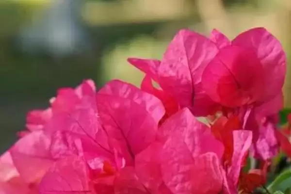 图片[4]-水培三角梅如何快速生根？水培三角梅促快速生根要掌握哪些实用技巧？-会东网