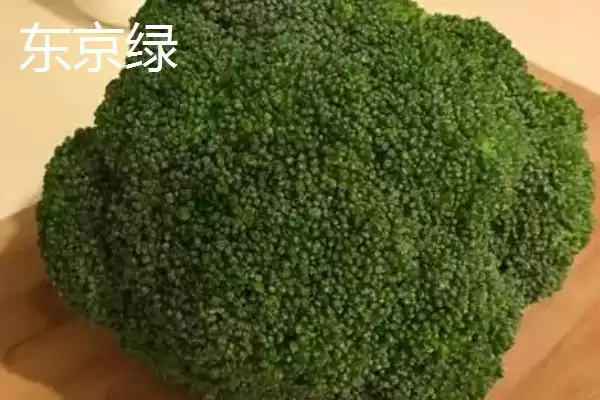 图片[9]-西兰花优良品种的介绍要点和关键信息？了解西兰花品种需关注什么？-会东网