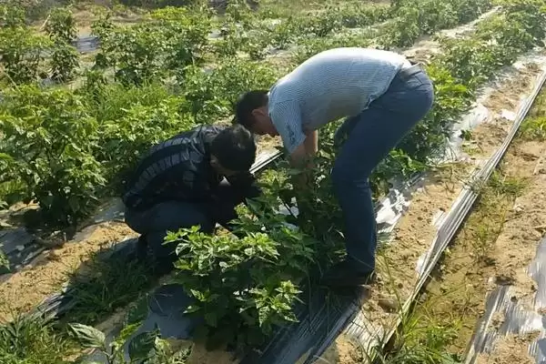 图片[4]-唑醚代森联与磷酸二氢钾混用的要点和注意事项？两者混用需注意什么？-会东网