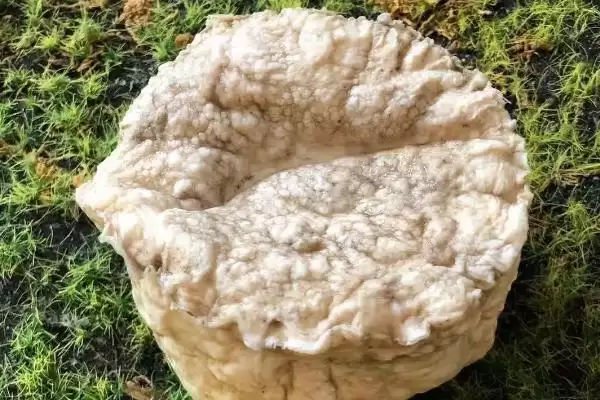 图片[4]-什么是肉灵芝？认识肉灵芝要了解哪些关键的物种特性和价值信息？-会东网