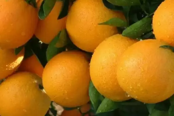 图片[3]-认识优质冰糖橙特点的方法和重点？认识优质冰糖橙特点要做好哪些细节？-会东网