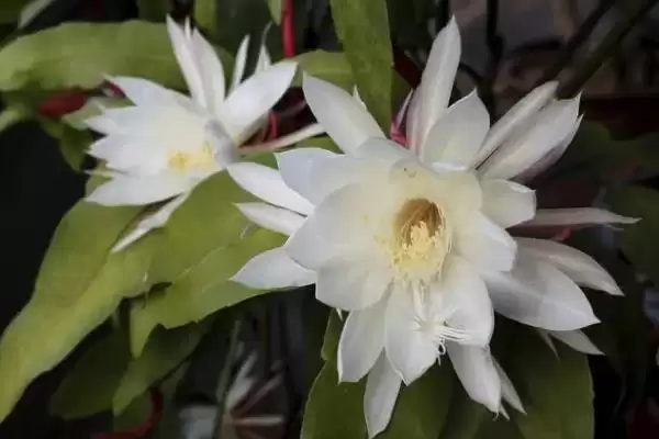 图片[7]-昙花一年开多少次？了解昙花一年开花次数要探究哪些花期规律和养护要点？-会东网