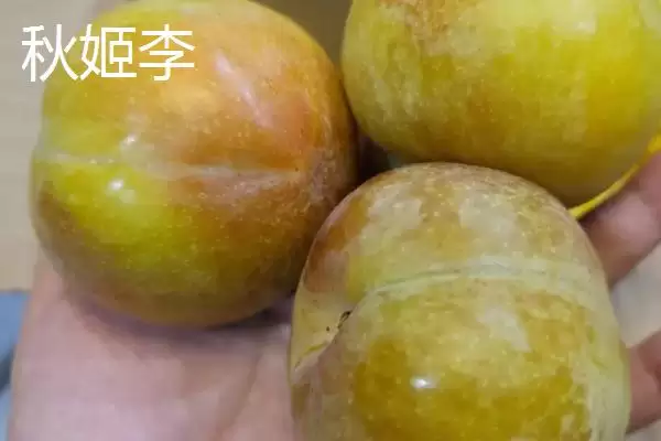 图片[8]-探寻早红李产地的方法和重点？探寻早红李产地要做好哪些细节？-会东网