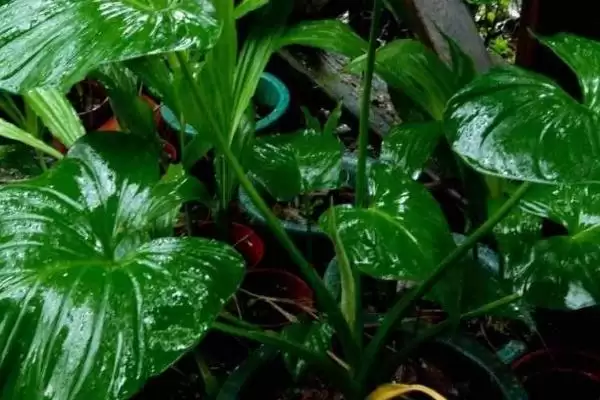 图片[4]-尖尾芋的种植要点 ,种植尖尾芋有哪些关键要点-会东网