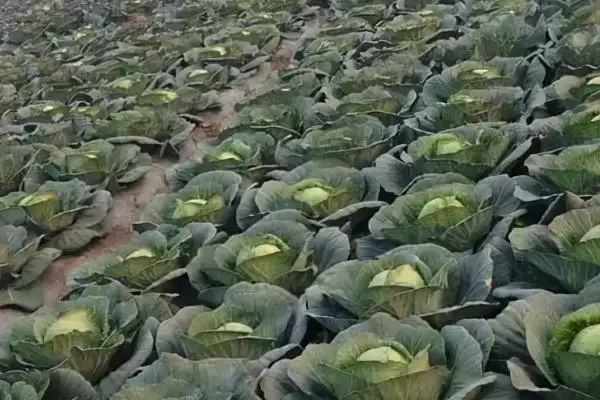 图片[3]-起垄栽培对甘蓝的好处解析：提高光照和增加土壤通透性-会东网