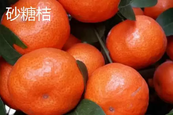 图片[2]-橘子的品种介绍 ,不同产地的橘子品种有何特色呢？-会东网