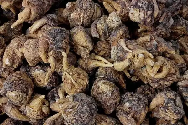 图片[4]-玛卡的产地在哪里 ,玛卡原产于哪个山脉地区-会东网