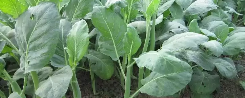 芥蓝的种植技术 ,芥蓝通常采用怎样的种植方式-会东网