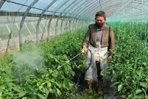 图片[2]-蔬菜蚜虫防治的土方法？防治蔬菜蚜虫采用土方法要了解哪些实用技巧？-会东网
