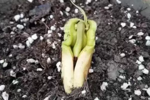 图片[3]-芒果核要怎么进行种植 ,芒果核种植胚芽方向如何-会东网