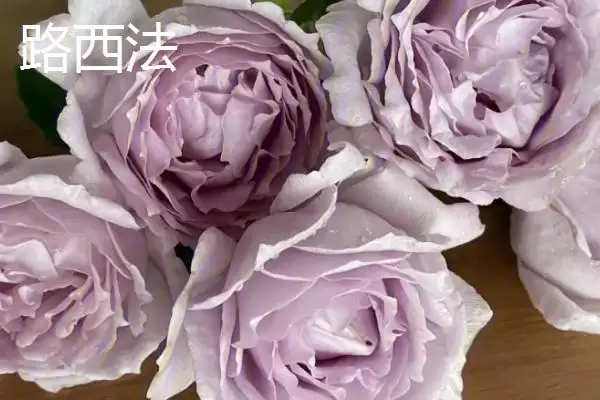 图片[4]-最美的月季花品种的种类和要点？选择月季花品种需关注哪些？-会东网