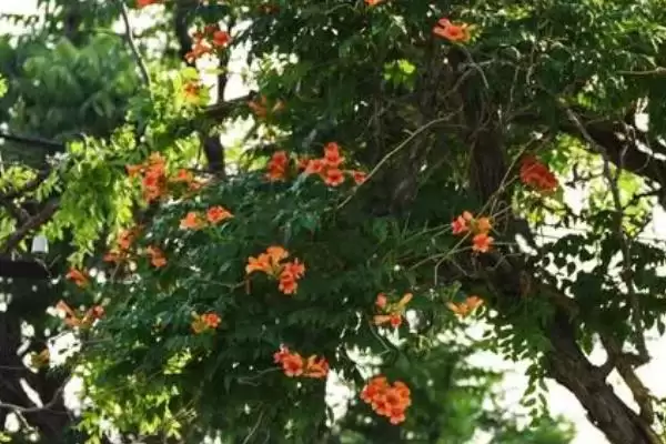 图片[3]-什么是凌霄花？认识凌霄花要了解哪些关键的花卉形态和生长特性？-会东网