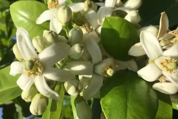 图片[3]-了解柚子促花保果方法的方法和重点？了解柚子促花保果方法要做好哪些细节？-会东网