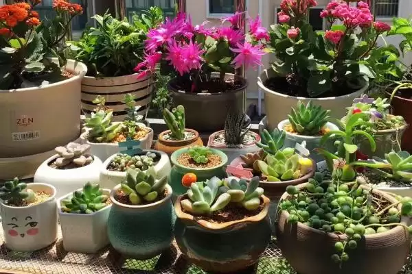 图片[2]-夏天养多肉植物的方法和要点？夏季养殖多肉植物要掌握哪些关键方法？-会东网