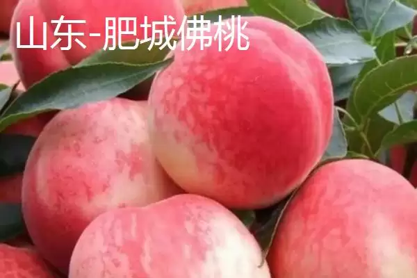 图片[5]-认识中国四大桃乡的方法和重点？认识中国四大桃乡要做好哪些细节？-会东网