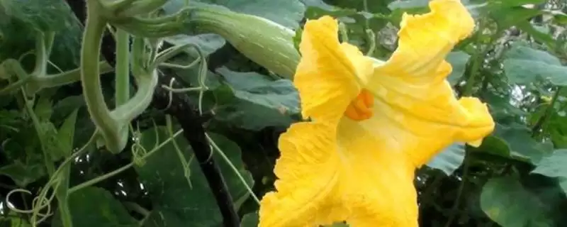 同株南瓜可以授粉吗?判断同株南瓜能否授粉要了解哪些植物授粉特性?-会东网