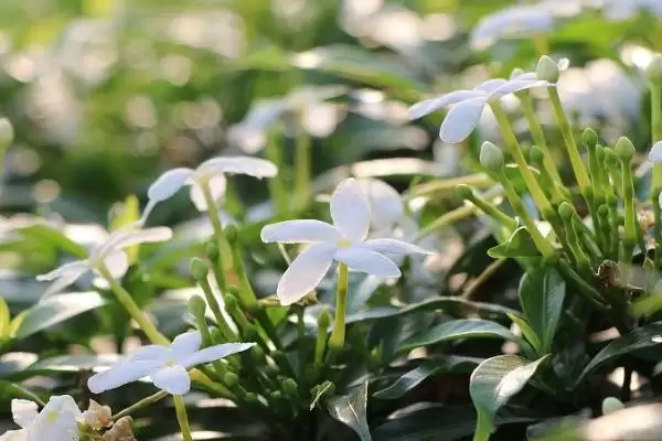 图片[4]-茉莉花要如何进行养殖才适宜呢 ,茉莉花适宜在阳光充足的环境下进行养殖-会东网