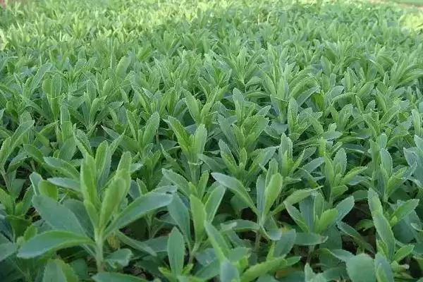 图片[2]-种植甜叶菊的注意事项和重点？种植甜叶菊要留意哪些关键问题？-会东网