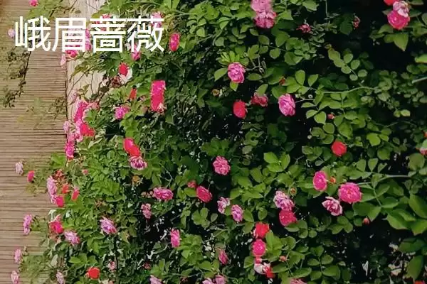 图片[2]-蔷薇优良品种大推荐：5种观赏价值高的品种介绍-会东网