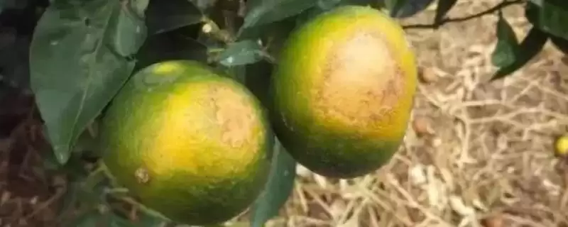 如何防治柑橘日灼病？种植柑橘防治日灼病要运用哪些防治方法？-会东网