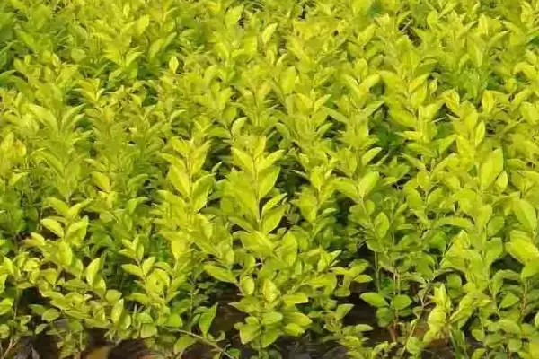 图片[3]-种植前景好的苗木种类和要点？种植苗木选种需关注哪些品种？-会东网