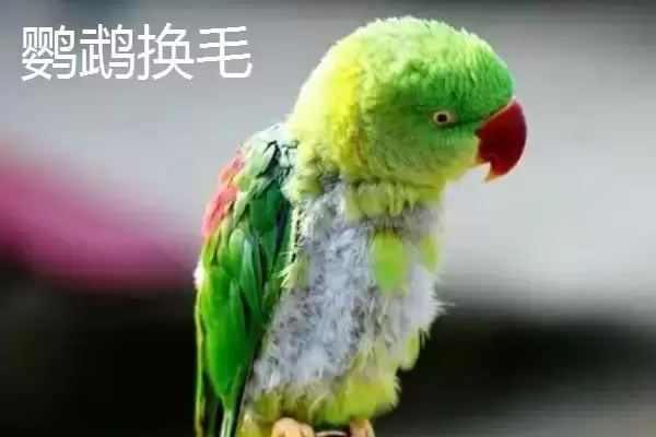 图片[2]-区分鹦鹉换毛和咬毛的方法和重点？区分鹦鹉换毛和咬毛要做好哪些细节？-会东网