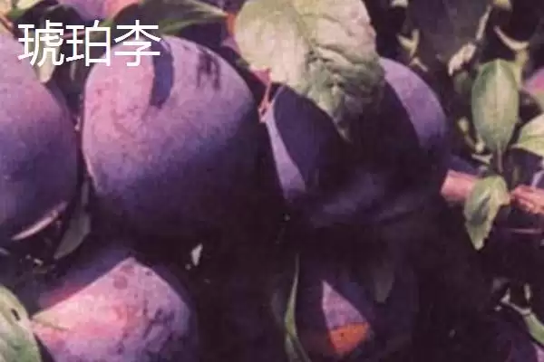 图片[3]-探寻早红李产地的方法和重点？探寻早红李产地要做好哪些细节？-会东网