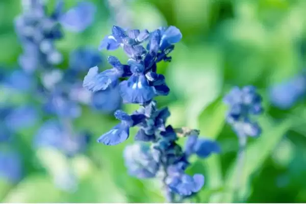 图片[3]-蓝花鼠尾草的开花时间 ,蓝花鼠尾草通常何时开花呢？-会东网