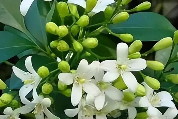 图片[2]-九里香的开花时间 ,九里香通常在什么时间段开花呢？-会东网