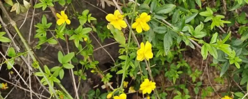 了解迎春花味道的方法和重点？了解迎春花味道要做好哪些细节？-会东网